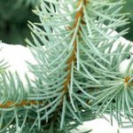 annonce_csm_hiver-2016b