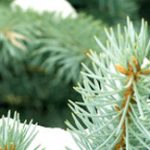 annonce_csm_hiver2016c