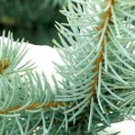 Annonce_csm_hiver-2016e