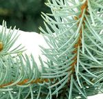 Annonce_csm_hiver-2016f