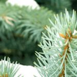 Annonce_csm_hiver2016d