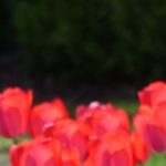 Annonce_csm_tulipes_2017_