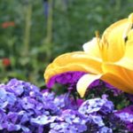 Annonce_csm_ete_2020