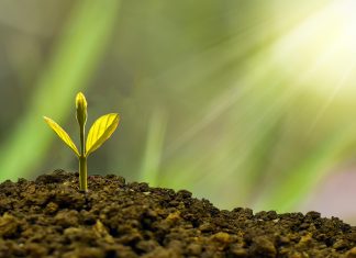 Jardin communautaire