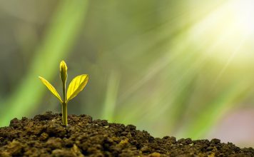 Jardin communautaire